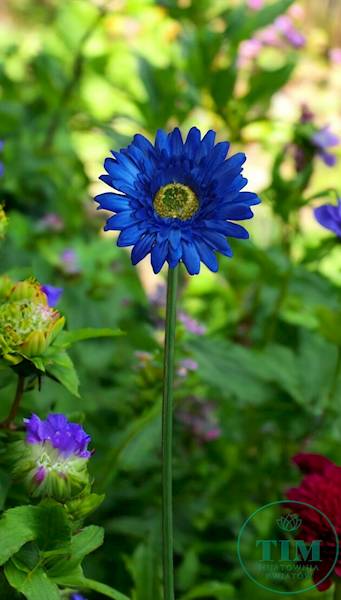 GERBERA GAŁĄZKA SUN529 GRANATOWY