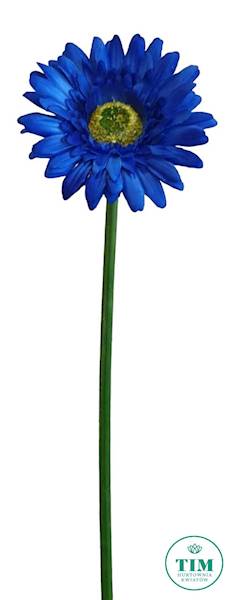 GERBERA GAŁĄZKA SUN529 GRANATOWY