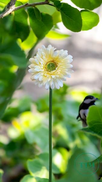 GERBERA GAŁĄZKA SUN529 ŻÓŁTY JASNY