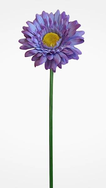 GERBERA GAŁĄZKA SUN529 WINOGRONOWY