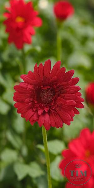 GERBERA WYROBOWA X24 SUN754 CZERWONY