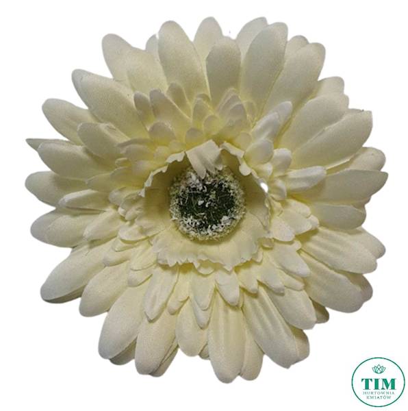 GERBERA WYROBOWA X24 SUN754 KREMOWY