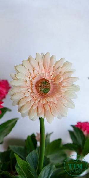 GERBERA WYROBOWA X24 SUN754 BRZOSKWINIA