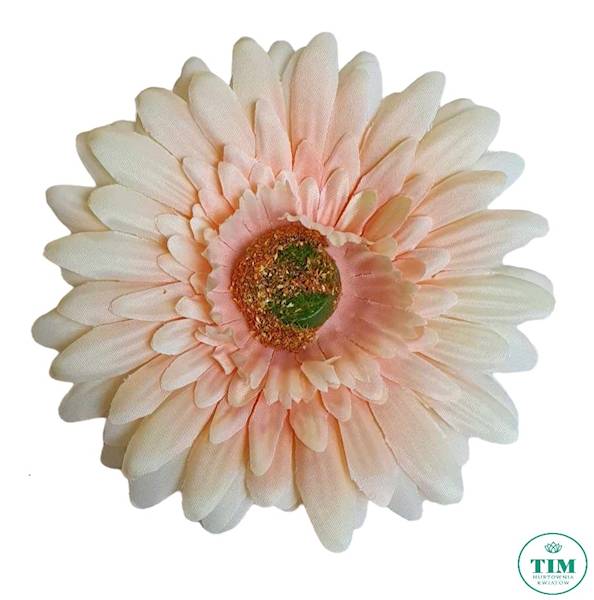 GERBERA WYROBOWA X24 SUN754 BRZOSKWINIA