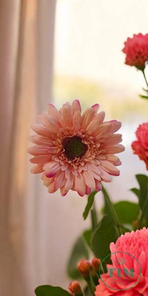GERBERA WYROBOWA X24 SUN754 BRUDNY RÓŻ