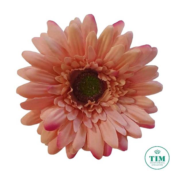GERBERA WYROBOWA X24 SUN754 BRUDNY RÓŻ