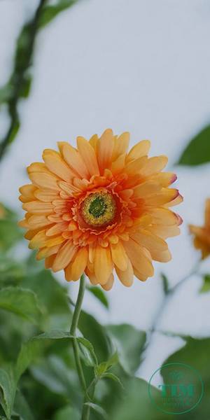 GERBERA WYROBOWA X24 SUN754 HERBACIANY
