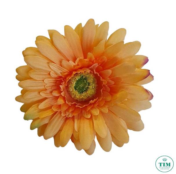 GERBERA WYROBOWA X24 SUN754 HERBACIANY