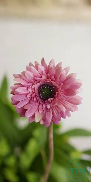GERBERA WYROBOWA X24 SUN754 BRUDNY FIOLET
