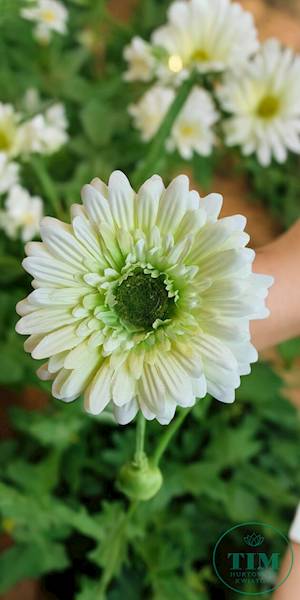 GERBERA WYROBOWA X24 SUN754 ZIELONY