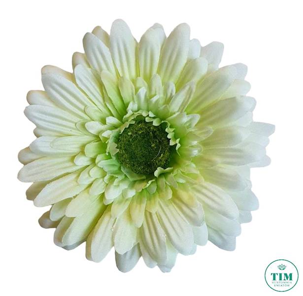 GERBERA WYROBOWA X24 SUN754 ZIELONY