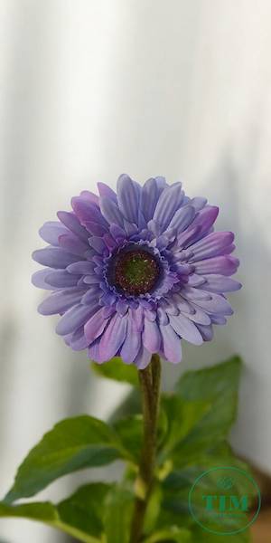 GERBERA WYROBOWA X24 SUN754 FIOLETOWY