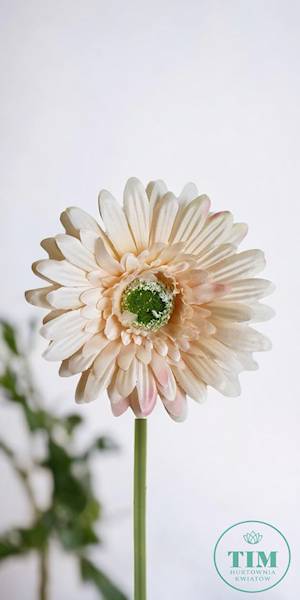 GERBERA WYROBOWA X24 SUN754 KREMOWY CIEMNY