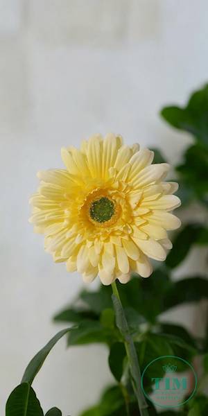 GERBERA WYROBOWA X24 SUN754 ŻÓŁTY JASNY