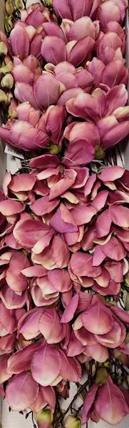 MAGNOLIA NA PIKU ART111 RÓŻOWY CIEMNY