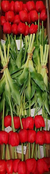 TULIPAN GUMOWANY BW8667 CZERWONY