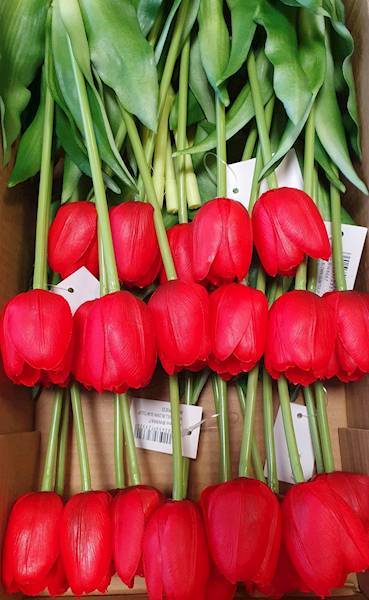 TULIPAN GUMOWANY BW8667 CZERWONY