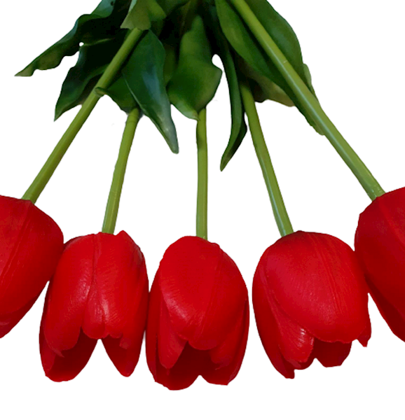 TULIPAN GUMOWANY BW8667 CZERWONY