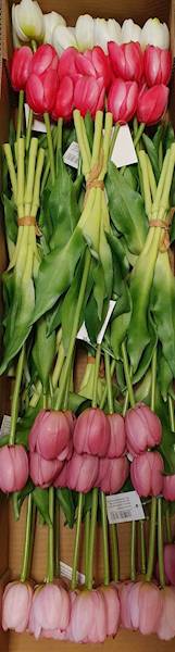 TULIPAN GUMOWANY BW8667 MIX KOLOR