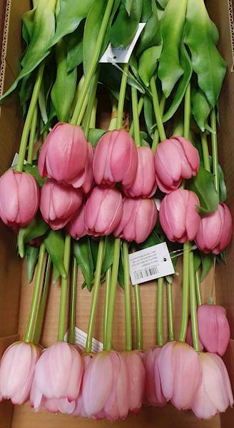 TULIPAN GUMOWANY BW8667 MIX KOLOR