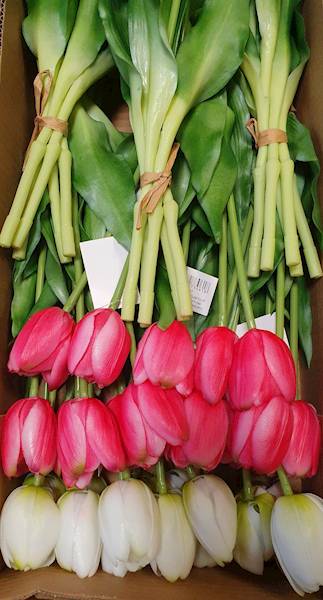 TULIPAN GUMOWANY BW8667 MIX KOLOR