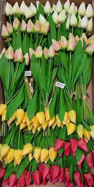 TULIPAN BUKIET M93142 MIX KOLOR