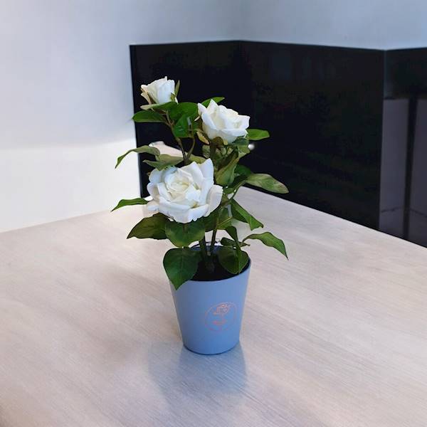 FLOWER BOX W9338 SZARY
