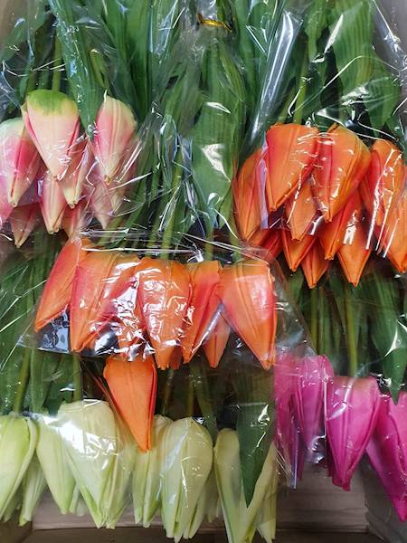 TULIPAN GAŁĄZKA X12 BL053 MIX KOLOR