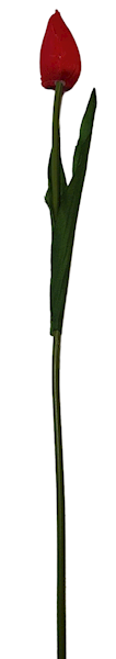 TULIPAN GAŁĄZKA X12 BL053 MIX KOLOR