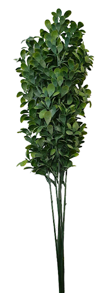 BUKSZPAN GAŁĄZKA X6 5057 ZIELONY