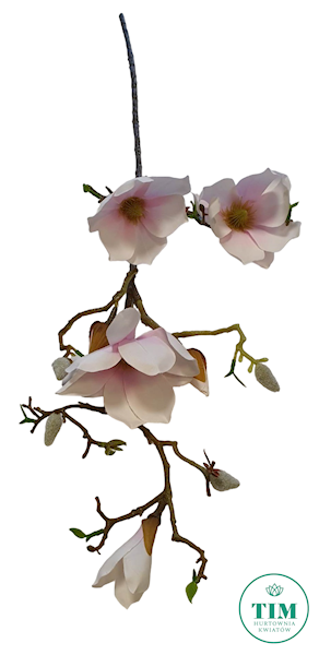 MAGNOLIA GAŁĄZKA SUN753 PUDROWY RÓŻ