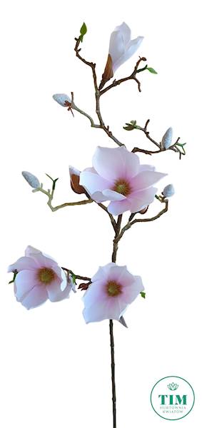 MAGNOLIA GAŁĄZKA SUN753 PUDROWY RÓŻ