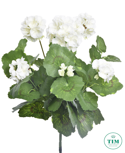 PELARGONIA BUKIET SUN534 BIAŁY