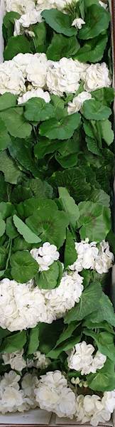 PELARGONIA BUKIET SUN534 BIAŁY