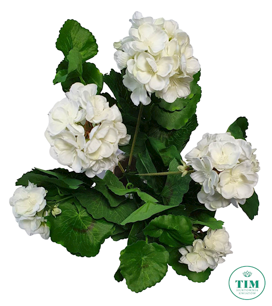 PELARGONIA BUKIET SUN534 BIAŁY