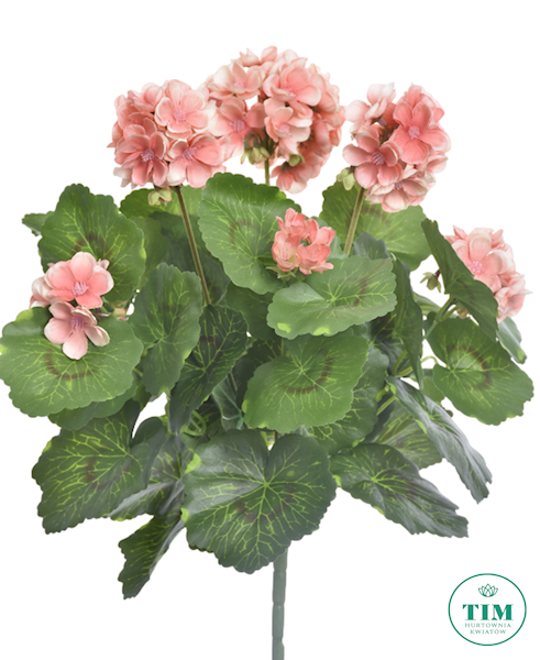 PELARGONIA BUKIET SUN534 BRZOSKWINIA