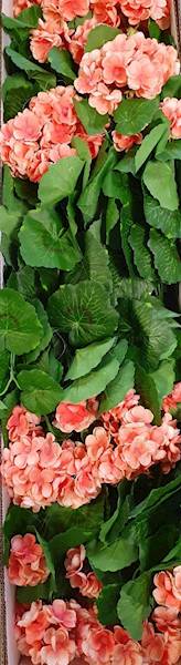 PELARGONIA BUKIET SUN534 BRZOSKWINIA