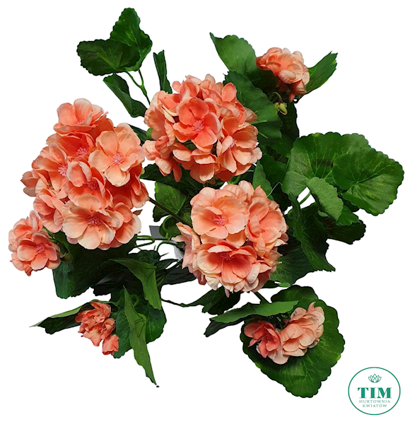 PELARGONIA BUKIET SUN534 BRZOSKWINIA