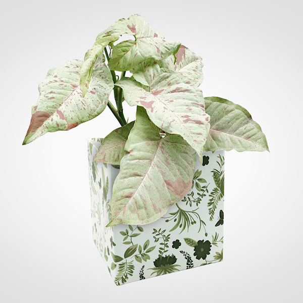 OSŁONKA PAPIEROWA X10 39V1216 WZÓR