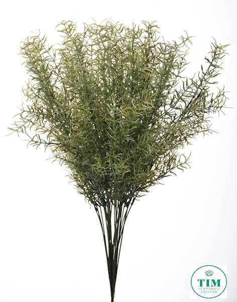 ASPARAGUS GAŁĄZKA X24 SUN510 ZIELONY