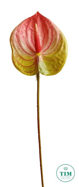 ANTHURIUM GAŁĄZKA GUMOWANE JX016 MIX KOLOR