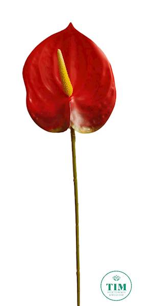 ANTHURIUM GAŁĄZKA GUMOWANE JX016 MIX KOLOR