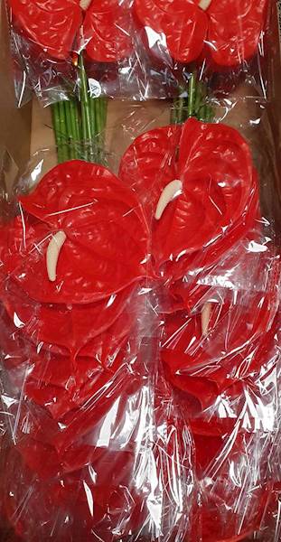 ANTHURIUM GAŁĄZKA GUMOWANE BE036 CZERWONY