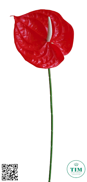 ANTHURIUM GAŁĄZKA GUMOWANE BE036 CZERWONY