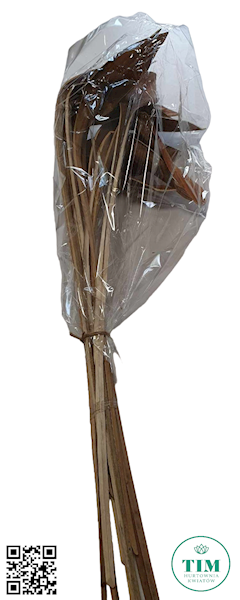 SUSZ DEKORACYJNY SHOE HORN X12 NATURALNY