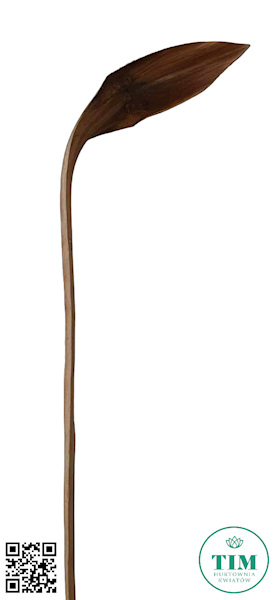 SUSZ DEKORACYJNY SHOE HORN X12 NATURALNY