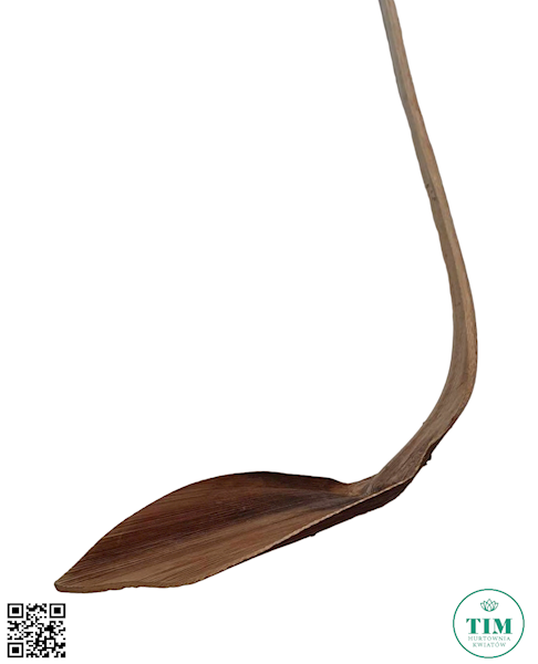 SUSZ DEKORACYJNY SHOE HORN X12 NATURALNY