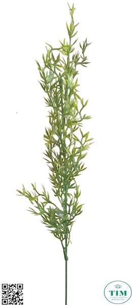 ASPARAGUS X12 Z302 ZIELONY
