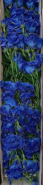 EUSTOMA GAŁĄZKA SUN345 GRANATOWY