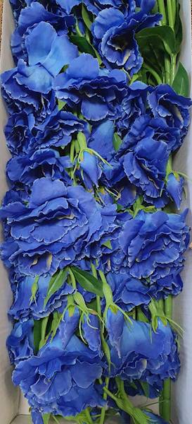 EUSTOMA GAŁĄZKA SUN345 GRANATOWY
